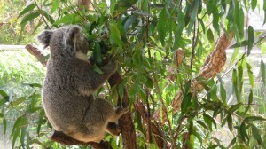 Koala at Sydney WildLife World, 1