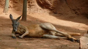 Kangourou at Sydney WildLife World