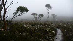 Forest and Fog, Overland Track, Tasmania