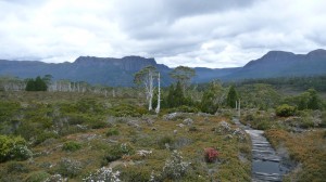 After the rain, Overland Track, Tasmania