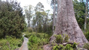 Tree and wooden path, Overland Track, Tasmania