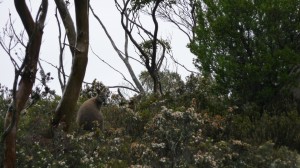 Wallaby, Overland Track, Tasmania