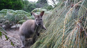 Bennett's Wallaby, Freycinet National Park, Tasmania