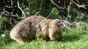 Wombat, Maria Island, Tasmania