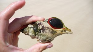 Seashell, Maria Island, Tasmania