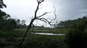 Cloudy forest, Maria Island, Tasmania