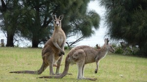 Forester kangaroo 2, Maria Island, Tasmania