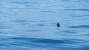 Hammer shark, Poor Knights Islands, New Zealand