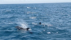 Dolphins, 1, Poor Knights Islands, New Zealand