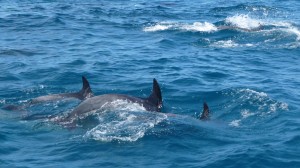 Dolphins, 2, Poor Knights Islands, New Zealand