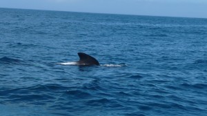 Pilot Whales, Poor Knights Islands, New Zealand