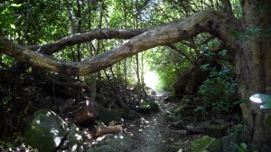 Forest, Coromandel, New Zealand