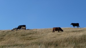 Cows in New Zealand