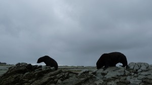 Seals in Kaikoura, New Zealand