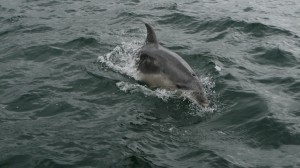 Dolphins in Picton, New Zealand