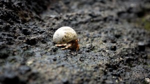 Hermit Crab 01, Namua Island, Samoa