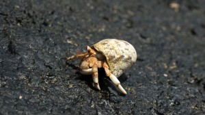 Hermit Crab 02, Namua Island, Samoa