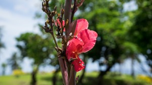 Flower 01, To Sua, Samoa