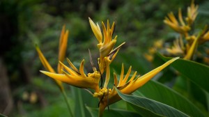 Flower 02, To Sua, Samoa