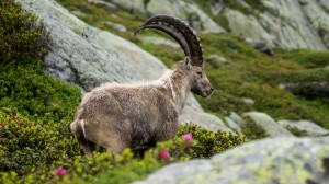 Bouquetin, Chamonix, French Alps