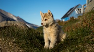 Puppy Greenland Sledge dog, Husky in Kulusuk